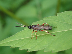 Cratichneumon culex