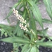 Persicaria lapathifolia - Photo (c) Sandy Wolkenberg, μερικά δικαιώματα διατηρούνται (CC BY), uploaded by Sandy Wolkenberg