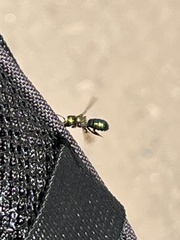 Hoplitis fulgida fulgida