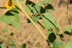 Sceliphron caementarium