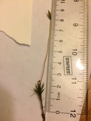 Polytrichastrum ohioense