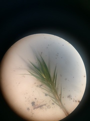 Polytrichastrum ohioense
