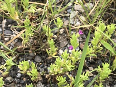 Calibrachoa parviflora