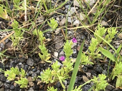 Calibrachoa parviflora