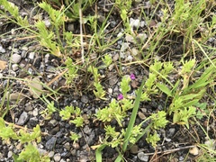 Calibrachoa parviflora
