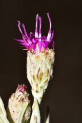 Vernonia larseniae