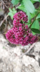 Hylotelephium telephium fabaria