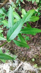 Hylotelephium telephium fabaria