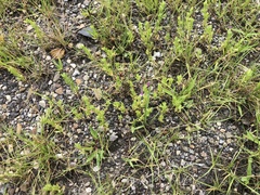 Calibrachoa parviflora