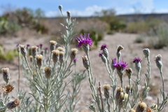Vernonia larseniae