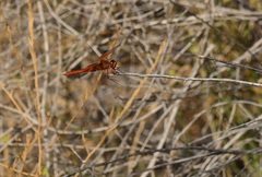 Libellula