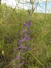 Asyneuma campanuloides