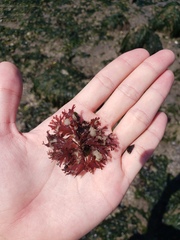 Callophyllis flabellulata