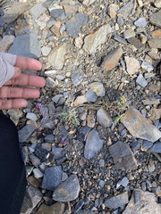 Boechera drepanoloba