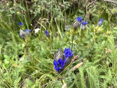 Gentiana parryi