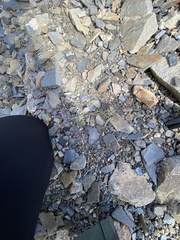 Boechera drepanoloba