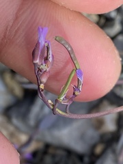 Boechera drepanoloba