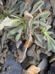 Boechera drepanoloba