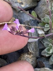 Boechera drepanoloba