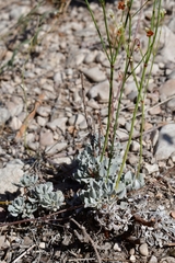 Eriogonum tenellum