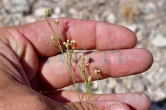 Eriogonum tenellum