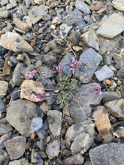 Boechera drepanoloba