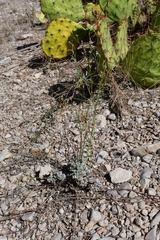 Eriogonum tenellum