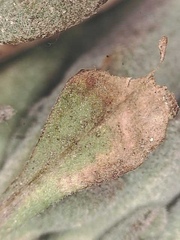 Boechera drepanoloba