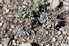 Eriogonum tenellum
