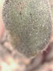 Boechera drepanoloba