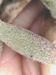 Boechera drepanoloba