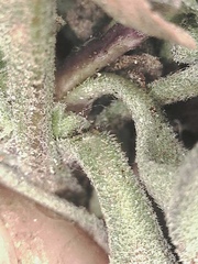 Boechera drepanoloba