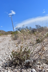 Eriogonum tenellum