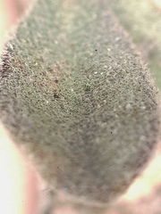 Boechera drepanoloba