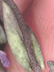 Boechera drepanoloba