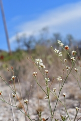 Eriogonum tenellum