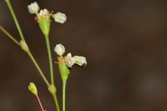 Eriogonum tenellum