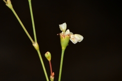 Eriogonum tenellum