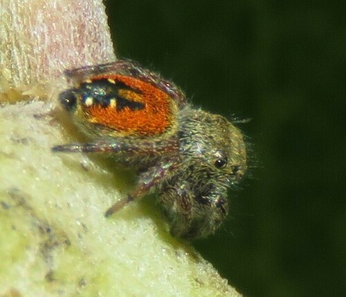 Desert Red Jumping Spider