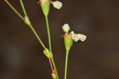 Eriogonum tenellum