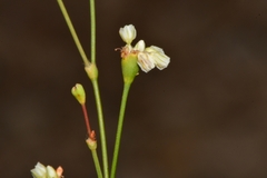 Eriogonum tenellum