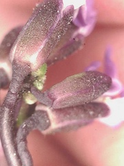 Boechera drepanoloba