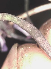 Boechera drepanoloba