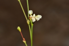 Eriogonum tenellum