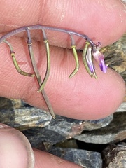 Boechera drepanoloba