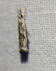 Microcrambus kimballi