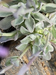 Boechera drepanoloba