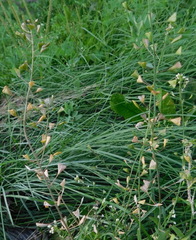 Capsella bursa-pastoris