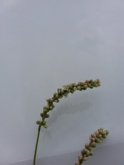 Persicaria careyi