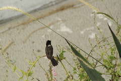 Sporophila torqueola